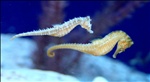 Two seahorses out for a stroll